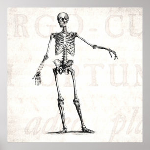 Vintage Skelettentrocknung 1800er Jahre Anatomie Poster