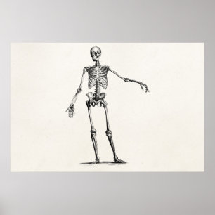 Vintage Skelettfräsen 1800er Jahre Retro Anatomie  Poster