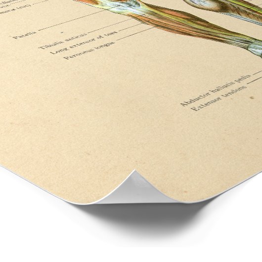 Vintage Skelton-Anatomie Poster (Ecke)