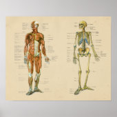 Vintage Skelton-Anatomie Poster (Vorne)