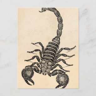 Vintage-Skorpion-Illustration 1800er Jahre - Skorp Postkarte