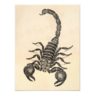 Vintage-Skorpion-Illustration aus dem 19. Jahrhund Fotodruck