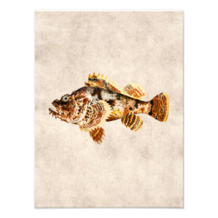 Vintage Skorpionfisch - Antikes hawaiianisches Dru Fotodruck