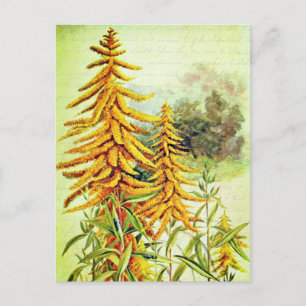 Vintage Solidago-Gelb Amerikanische Wildblumen Postkarte