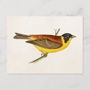Vintage-Songbird-Illustration - Vögel aus dem 19. Postkarte