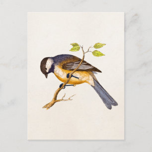 Vintage-Songbird-Illustration - Vögel aus dem 19. Postkarte