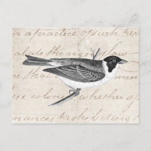 Vintage-Songbird-Illustration - Vögel aus dem 19. Postkarte