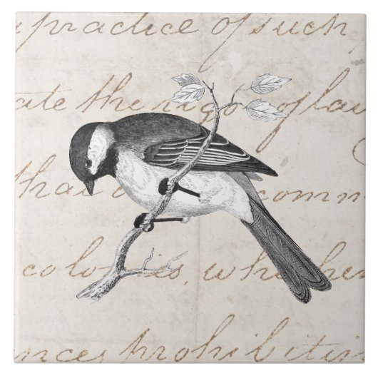 Vintage-Songbird-Illustration - Vögel Text aus dem Fliese (Vorderseite)