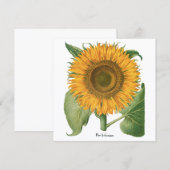 Vintage Sonnenblume Blume von Basilius Besler (Vorne/Hinten)