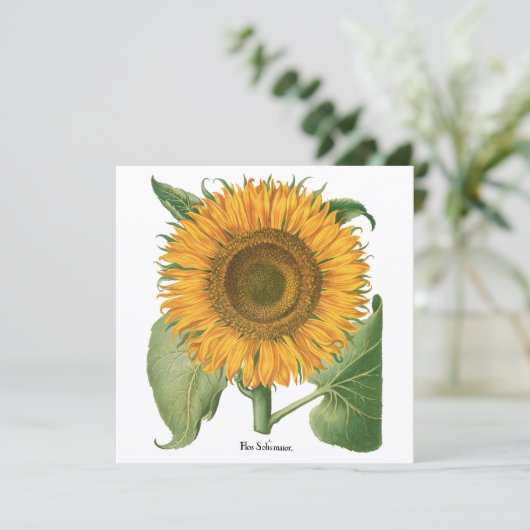 Vintage Sonnenblume Blume von Basilius Besler (Stehend Vorderseite)