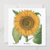Vintage Sonnenblume Blume von Basilius Besler (Vorderseite)