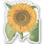 Vintage Sonnenblume Blume von Basilius Besler Aufkleber (Vorderseite)