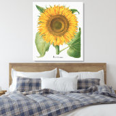 Vintage Sonnenblume Blume von Basilius Besler Leinwanddruck (Insitu (Schlafzimmer))