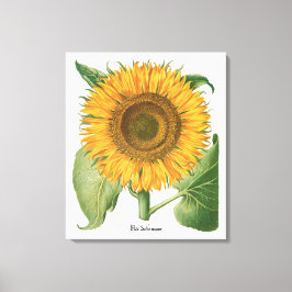 Vintage Sonnenblume Blume von Basilius Besler Leinwanddruck