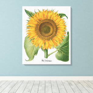 Vintage Sonnenblume Blume von Basilius Besler Leinwanddruck