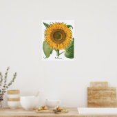 Vintage Sonnenblume Blume von Basilius Besler Poster (Küche)