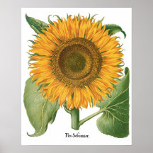 Vintage Sonnenblume Blume von Basilius Besler