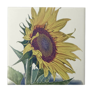 Vintage-Sonnenblume Originaler shabby alter Schul- Fliese