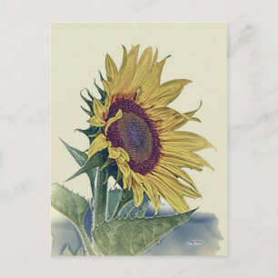 Vintage-Sonnenblume Originaler shabby alter Schuls Postkarte