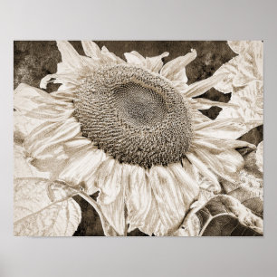 Vintage-Sonnenblume Sepia-Braun Art Decoupage Poster