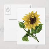 Vintage Sonnenblume Zeichnend Keramik Postkarte (Vorne/Hinten)