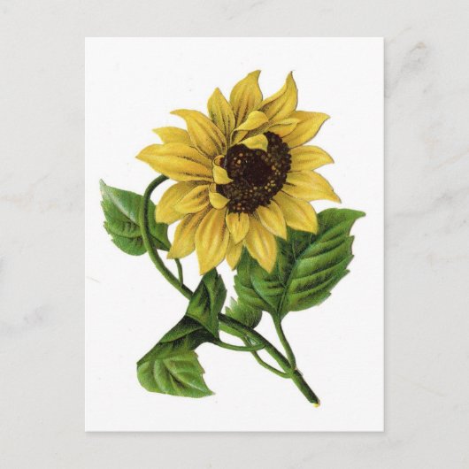 Vintage Sonnenblume Zeichnend Keramik Postkarte (Vorderseite)