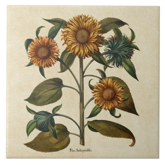 Vintage Sonnenblumen-Blume drucken Fliese (Vorderseite)