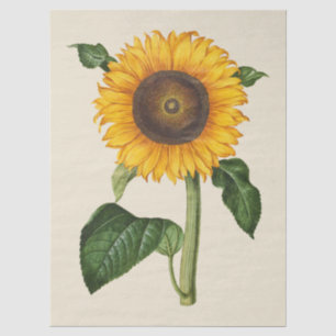 Vintage-Sonnenblumen-Botanik-Kunst von Merian Seidenpapier
