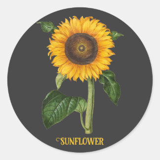 Vintage-Sonnenblumen-Botanische Kunst von Merian Runder Aufkleber