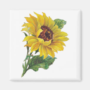 Vintage-Sonnenblumen-Magnete Magnet