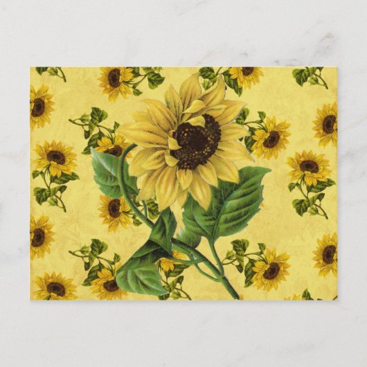 Vintage Sonnenblumen Postkarte (Vorderseite)