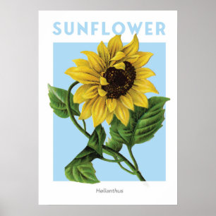 Vintage Sonnenblumendrucke Poster