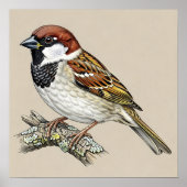 Vintage Sparrow Bird Illustration Poster (Vorne)