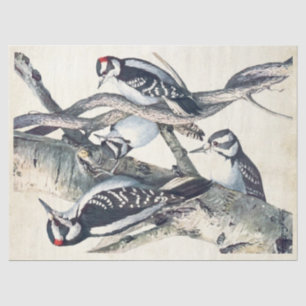 Vintage-Specht-Vogel-Pergament-Decoupage-Natur Seidenpapier