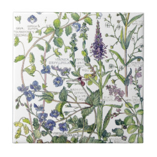 Vintage-Speedwell-Wildblumen-Blumen-Kachel Fliese