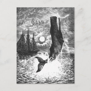 Vintage Spermienwale, Meerestiere Postkarte
