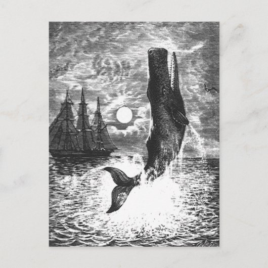 Vintage Spermienwale, Meerestiere Postkarte (Vorderseite)