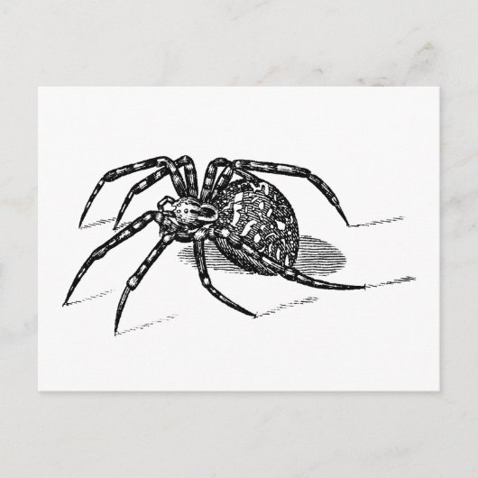 Vintage Spider Illustration Spiders Template für d Postkarte (Vorderseite)