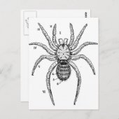 Vintage Spider Postkarte (Vorne/Hinten)