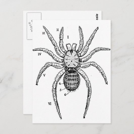 Vintage Spider Postkarte (Vorne/Hinten)