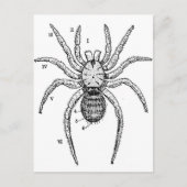 Vintage Spider Postkarte (Vorderseite)