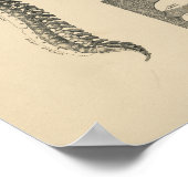 Vintage Spinalanatomie 1880 Druck Poster (Ecke)