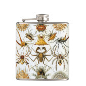 Vintage Spinnen oder Arachniden von Ernst Haeckel Flachmann (Vorderseite)