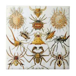 Vintage Spinnen oder Arachniden von Ernst Haeckel Fliese