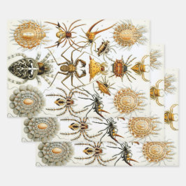 Vintage Spinnen oder Arachniden von Ernst Haeckel Geschenkpapier Set