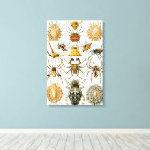 Vintage Spinnen oder Arachniden von Ernst Haeckel Leinwanddruck (Insitu (Holzboden))