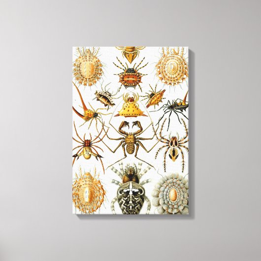 Vintage Spinnen oder Arachniden von Ernst Haeckel Leinwanddruck (Vorderseite)