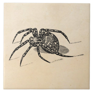 Vintage-Spinnenillustration aus dem 19. Jahrhunder Fliese
