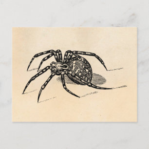 Vintage-Spinnenillustration aus dem 19. Jahrhunder Postkarte