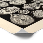 Vintage Spirobranchie Ernst Haeckel Kunstdruckerei Poster (Ecke)